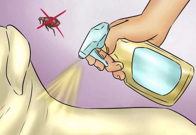Home remedies for fleas