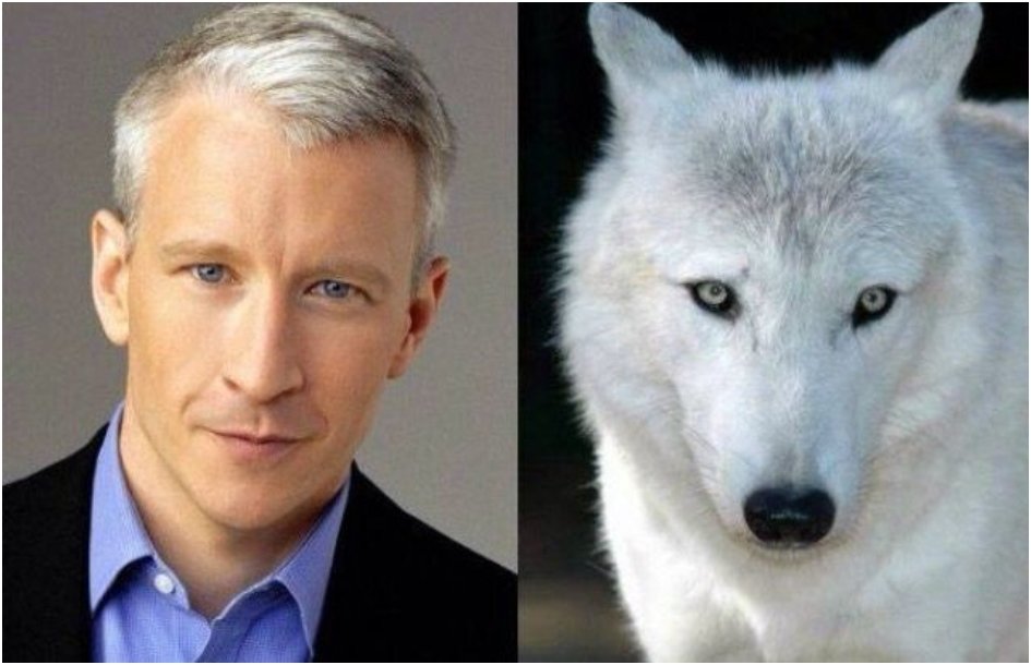 51 Celebs And Their Animal Kingdom Counterparts