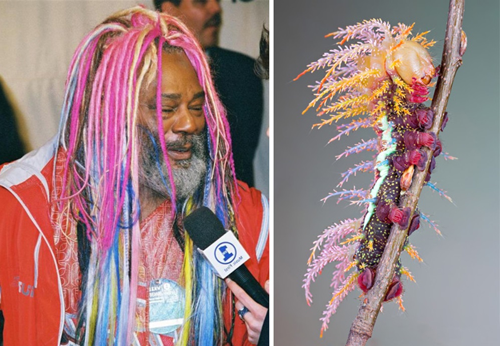 51 Celebs And Their Animal Kingdom Counterparts