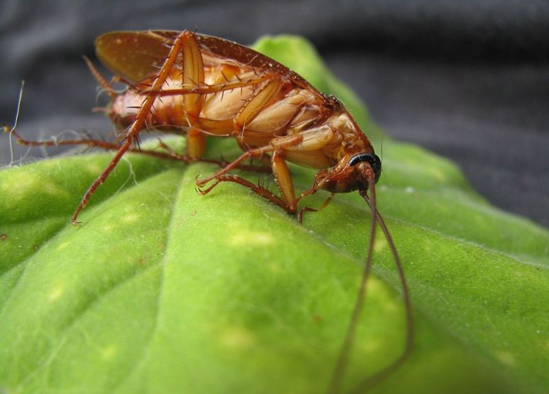 How to Get Rid of Roaches Easily and Naturally