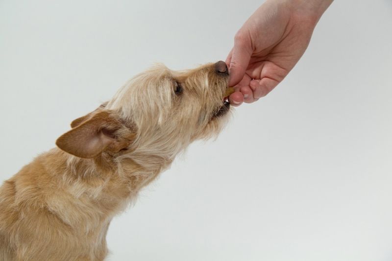 Dine with Your Pet: Foods a Dog Can Eat