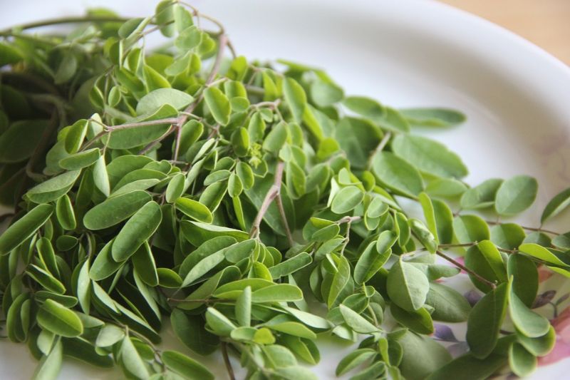 10 Proven Health Benefits of Moringa Seeds