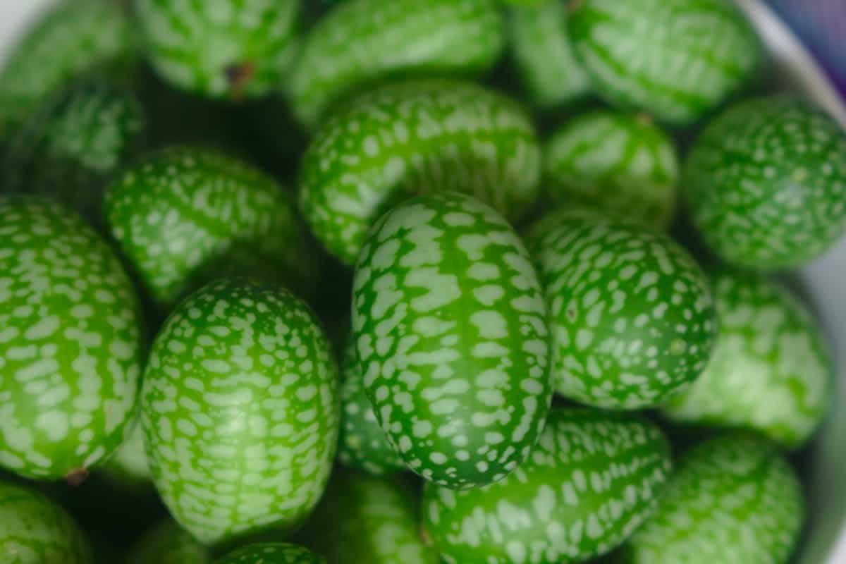Top 15 Exotic Fruits You Can Find at Your Local Store