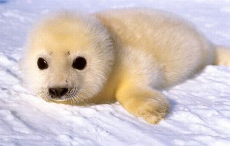 23 Of the Cutest Baby Animals in the World