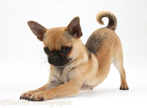 20 of the Cutest Hybrid Dog Breeds that Got the Best of the Two Worlds