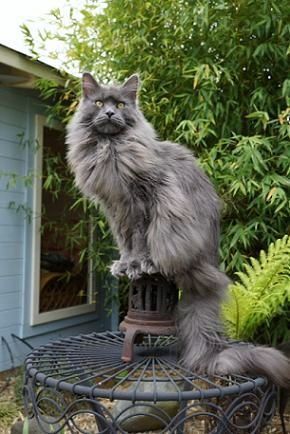 20 Facts about Maine Coon Cats You Need to Know