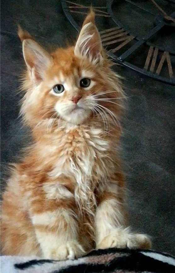 20 Facts about Maine Coon Cats You Need to Know