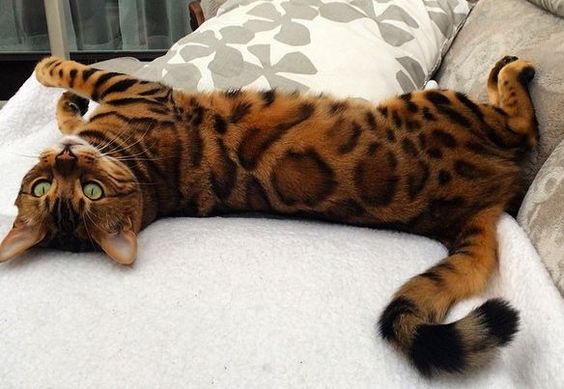 This is Thor, a Bengal Cat worthy of the Name