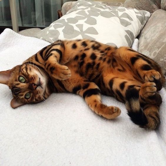 This is Thor, a Bengal Cat worthy of the Name