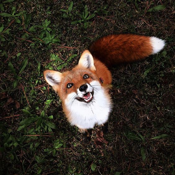 This is Juniper, the Happiest Fox in the World