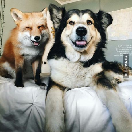This is Juniper, the Happiest Fox in the World