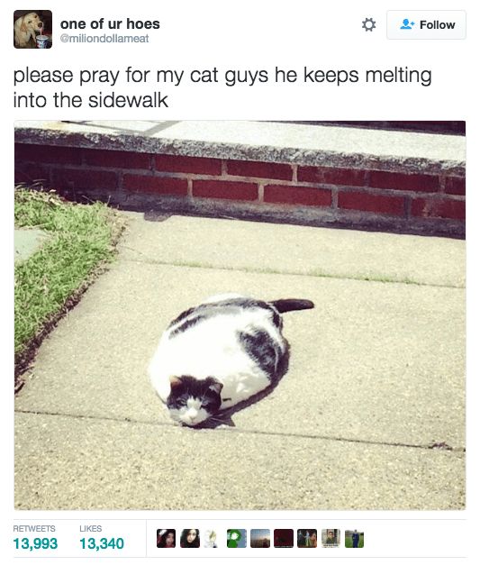 22 Tweets about Cats that Will Make you Go Meow