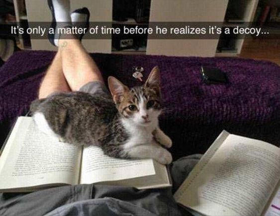 22 Tweets about Cats that Will Make you Go Meow