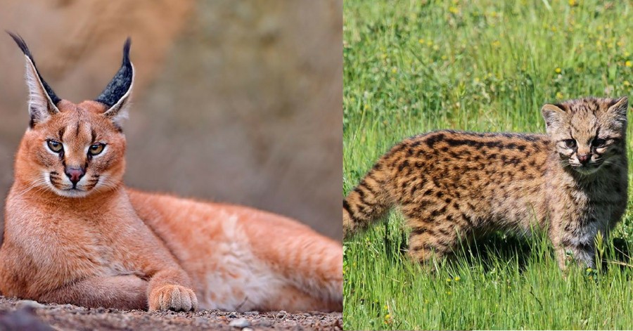 20 Rare Wild Cat Species You Would Die To Have As Pets