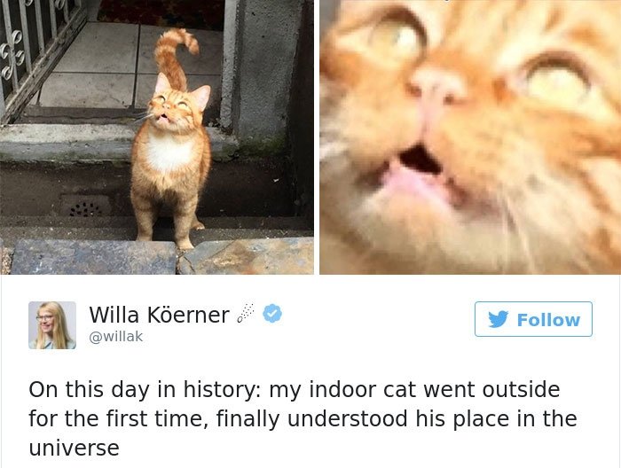 15+ of the Funniest Cat Tweets Owners Posted for Revenge