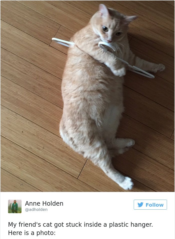 15+ of the Funniest Cat Tweets Owners Posted for Revenge