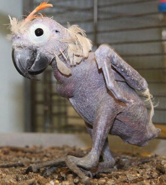 Top 13 Hairless Bald Animals in Case Your Were Curious
