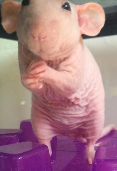 Top 13 Hairless Bald Animals in Case Your Were Curious