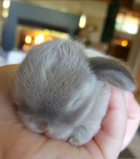 21 Cute Bunnies so Adorable You Would Love them as a Pet