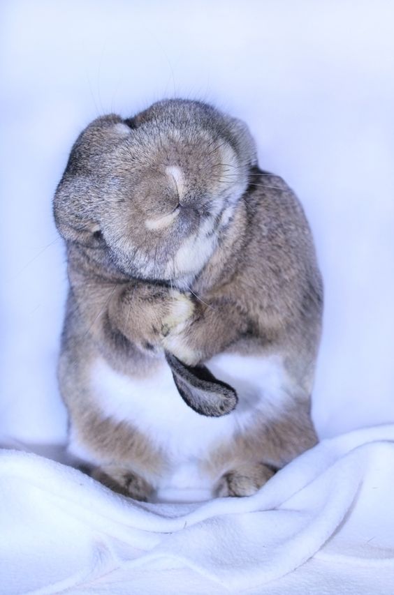 21 Cute Bunnies so Adorable You Would Love them as a Pet