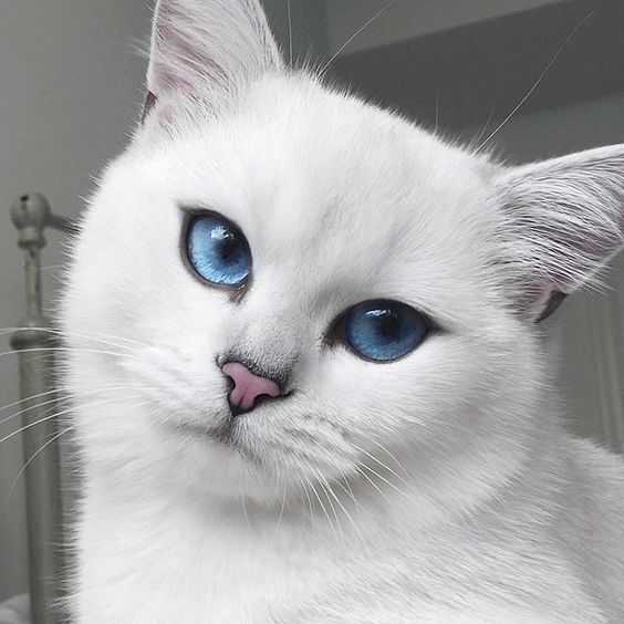 Meet the 10 Most Beautiful Cats in the World