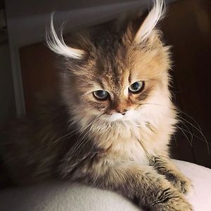 Meet the 10 Most Beautiful Cats in the World