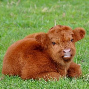 Cute Photos of Adorable Highland Cattle Calves That Prove They Are Just as Adorable as Kittens
