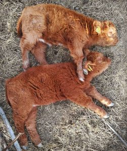 Cute Photos of Adorable Highland Cattle Calves That Prove They Are Just as Adorable as Kittens