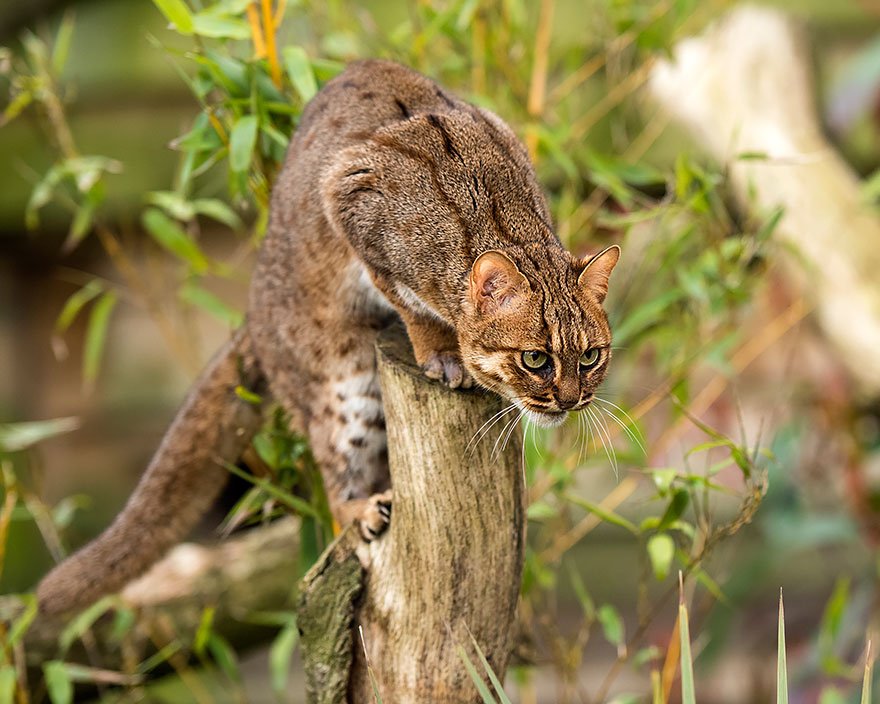 20 Rare Wild Cat Species Everyone Would Love To Have As Pets