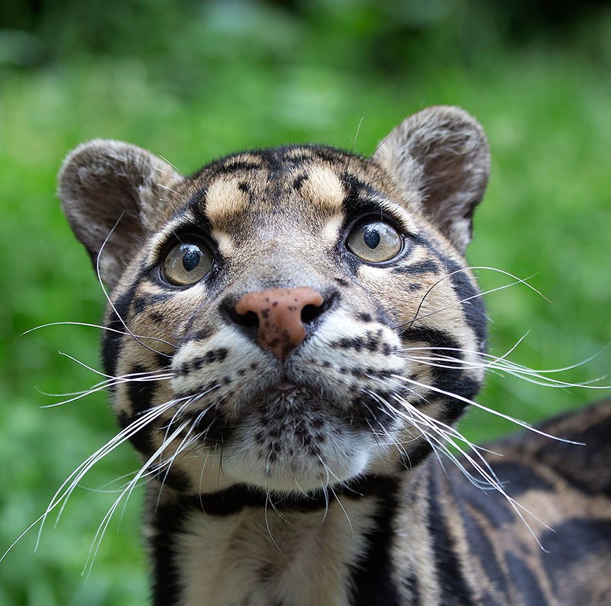 20 Rare Wild Cat Species Everyone Would Love To Have As Pets