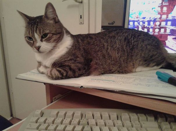 15+ Times Cats Need Attention Exactly When You Started Working