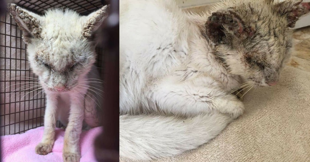 Blind Rescue Cat with Mange Gets Treated -- Stuns Foster Mom with his Eyes When He Opened Them