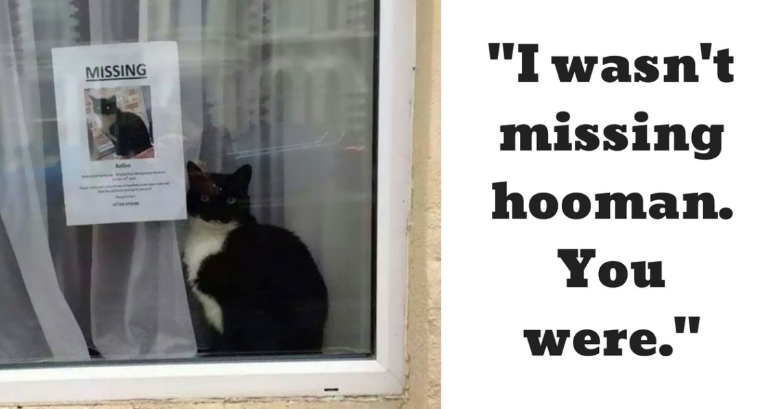 Missing Cat Found Beside His Own ‘Missing Cat’ Poster