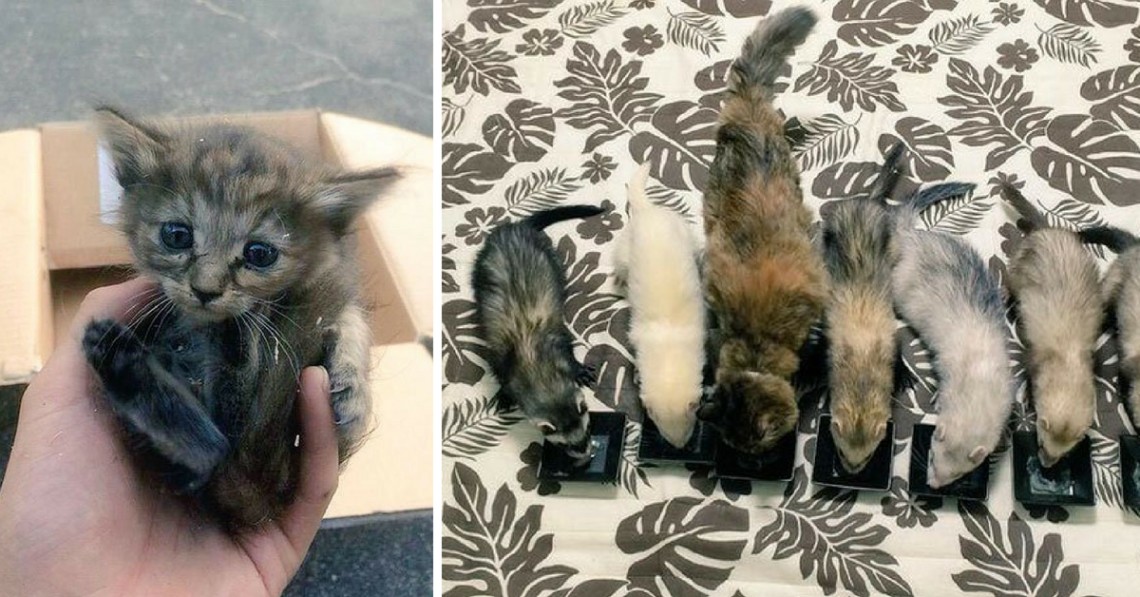 Orphaned Kitten Gets Adopted by a Family of Ferrets -- Now She Thinks She's One
