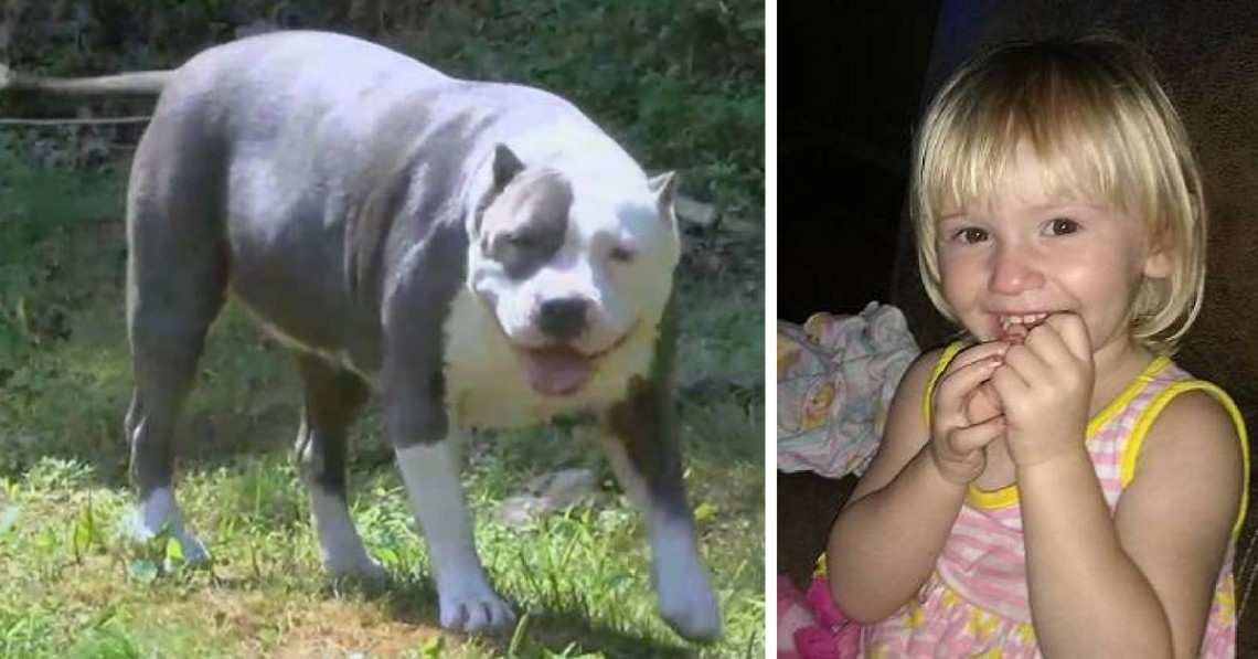 Pit Bull Never Left the Side of This Autistic Toddler Who Went Missing in the Woods for Two Days