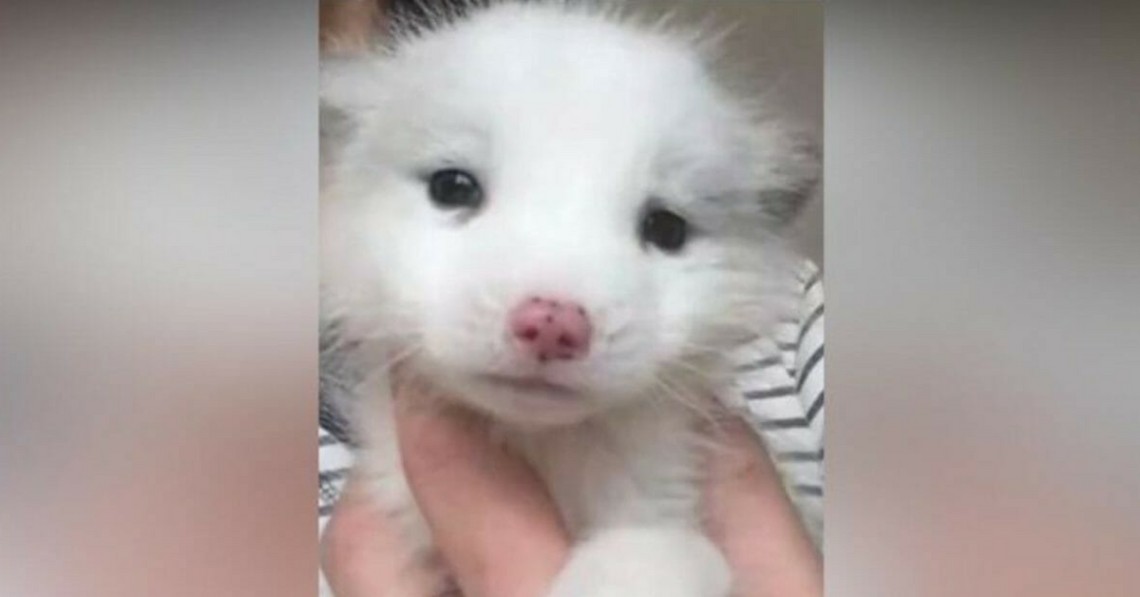 Woman Adopts Gorgeous White Puppy – After a Few Months, Shocked Vets Tell Her It Isn’t A Dog
