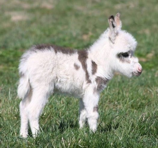 11 of the most Adorable Baby Animals of All Time
