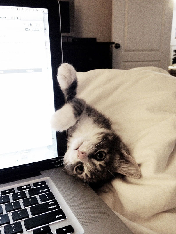 15+ Times Cats Need Attention Exactly When You Started Working