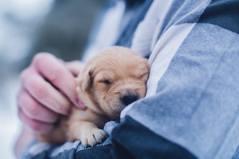 Improved Heart Health and 10 Other Reasons Why to Own a Dog