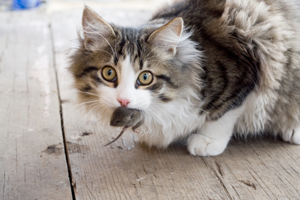 15 Amazing Facts About Cats Every Feline Lover Will Find True