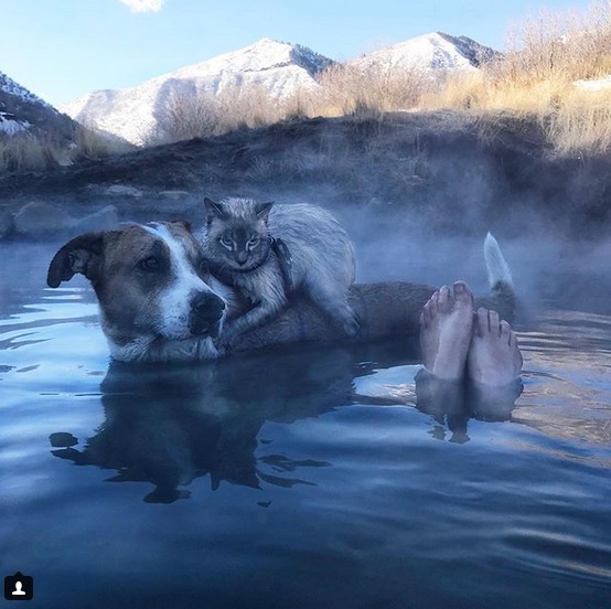 Cat and Dog Love Traveling Together like in a Fairy Tale
