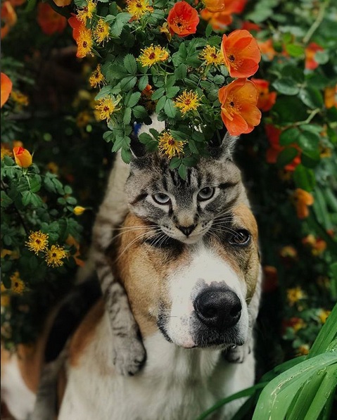 Cat and Dog Love Traveling Together like in a Fairy Tale