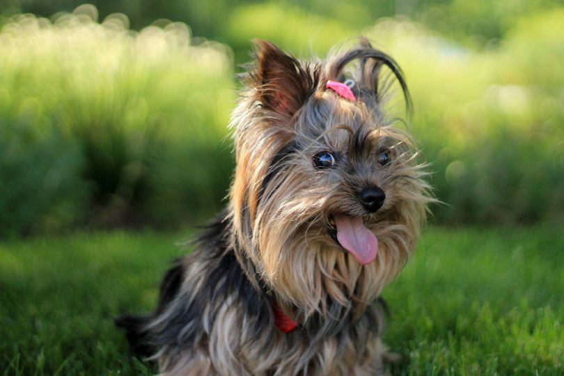 Top 10 Hypoallergenic Dog Breeds Perfect for People with Allergies
