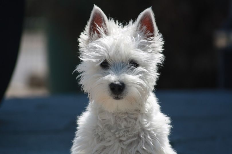 Top 10 Hypoallergenic Dog Breeds Perfect for People with Allergies