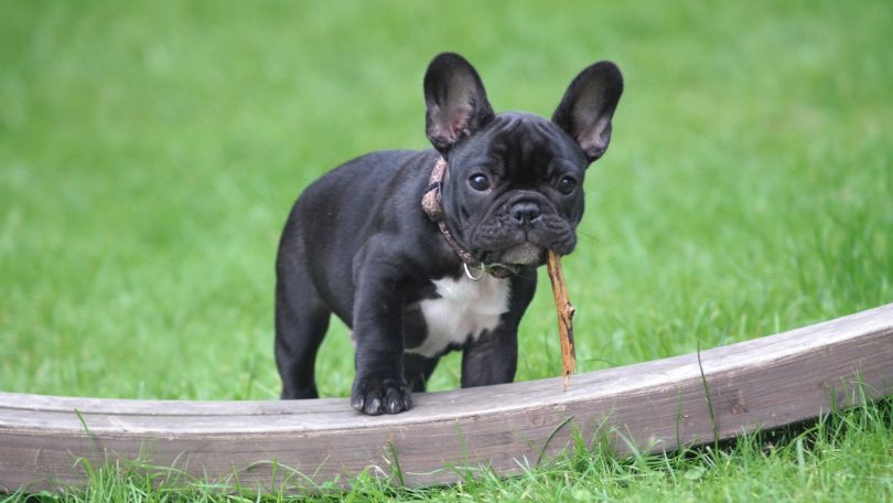 Most Popular Small Dog Breeds That Will Beautify Your Apartment