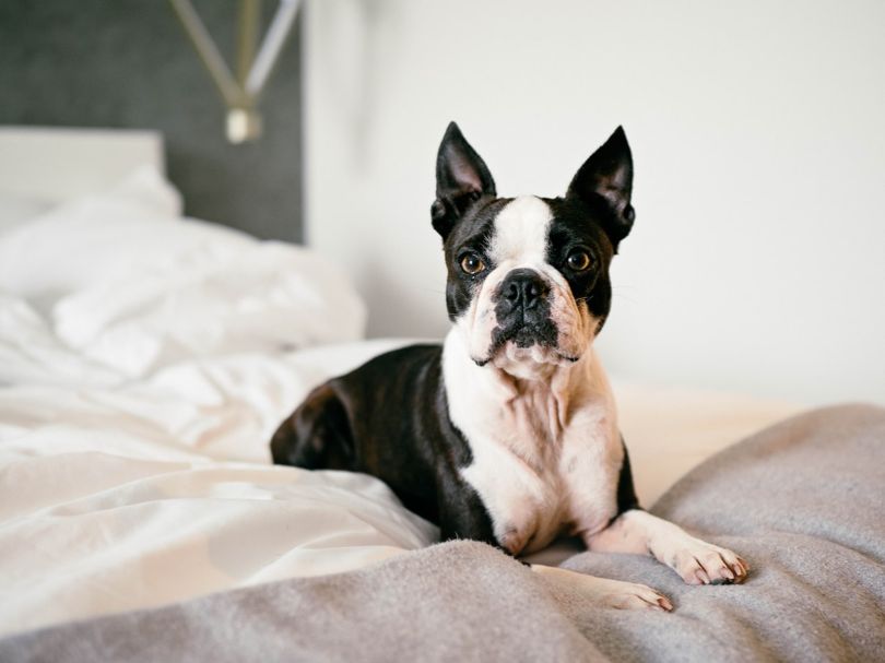 Most Popular Small Dog Breeds That Will Beautify Your Apartment