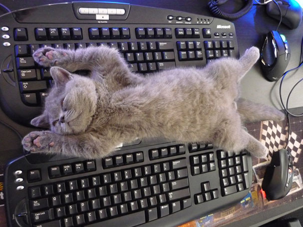 20+ Photos of Cats Sleeping Prove That The Perfect Place For Them to Sleep is Everywhere