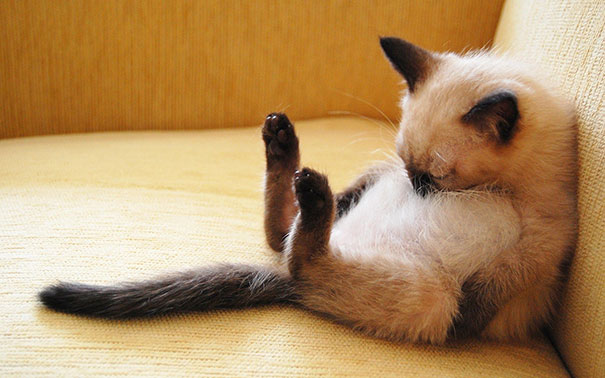 20+ Photos of Cats Sleeping Prove That The Perfect Place For Them to Sleep is Everywhere