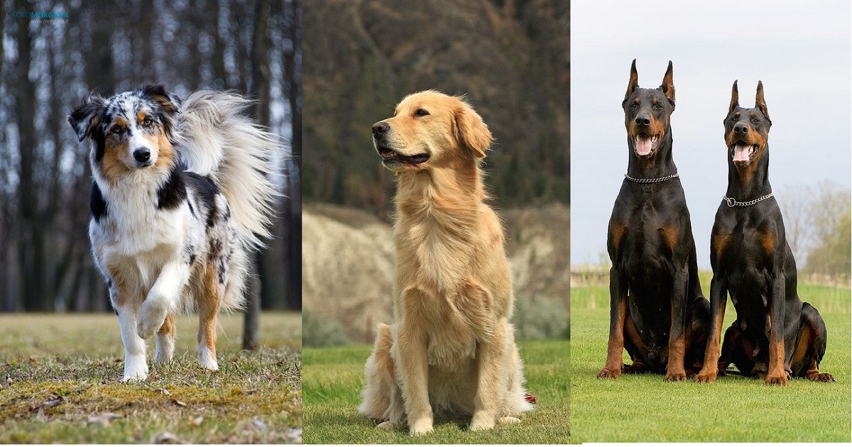 Породы собак определение по фото онлайн