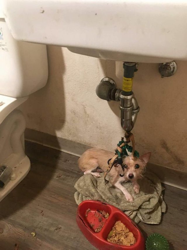 Family Evicted from Apartment Leaves Dog Tied Up Under Bathroom Sink For Weeks